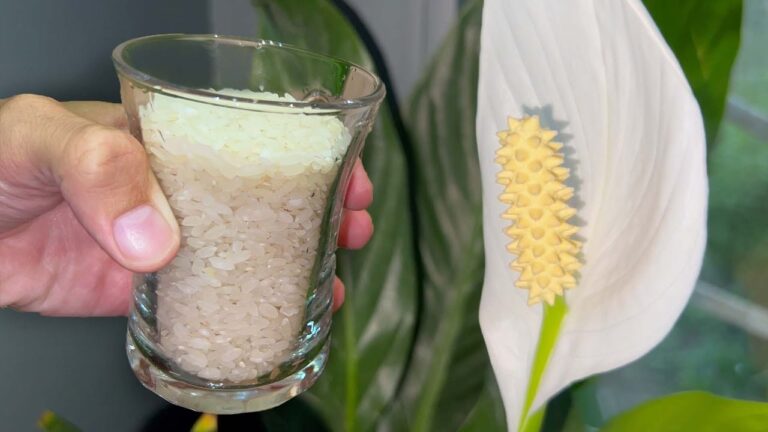 Just 1 Cup of Rice for Any Peace Lily (See the Result)