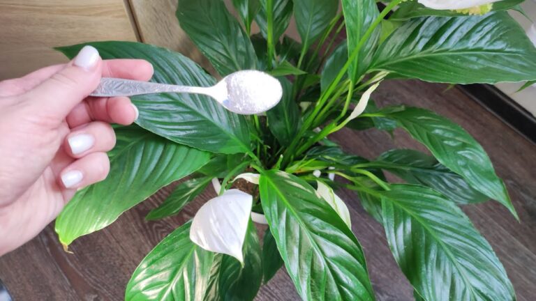 1 Teaspoon Under the Peace Lily and Even a Dying Flower Will Turn Green and Bloom Instantly!